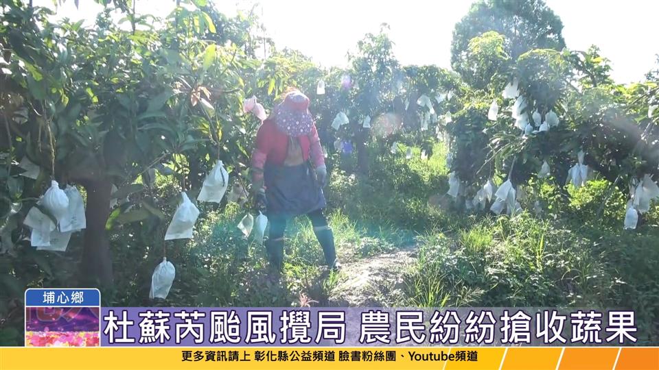 112-07-26 杜蘇芮颱風攪局 果農搶收金蜜芒果避免損失